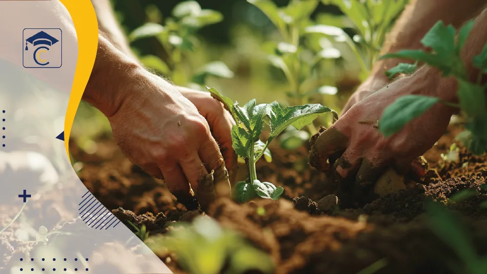 Online MBA Agribusiness DY Patil